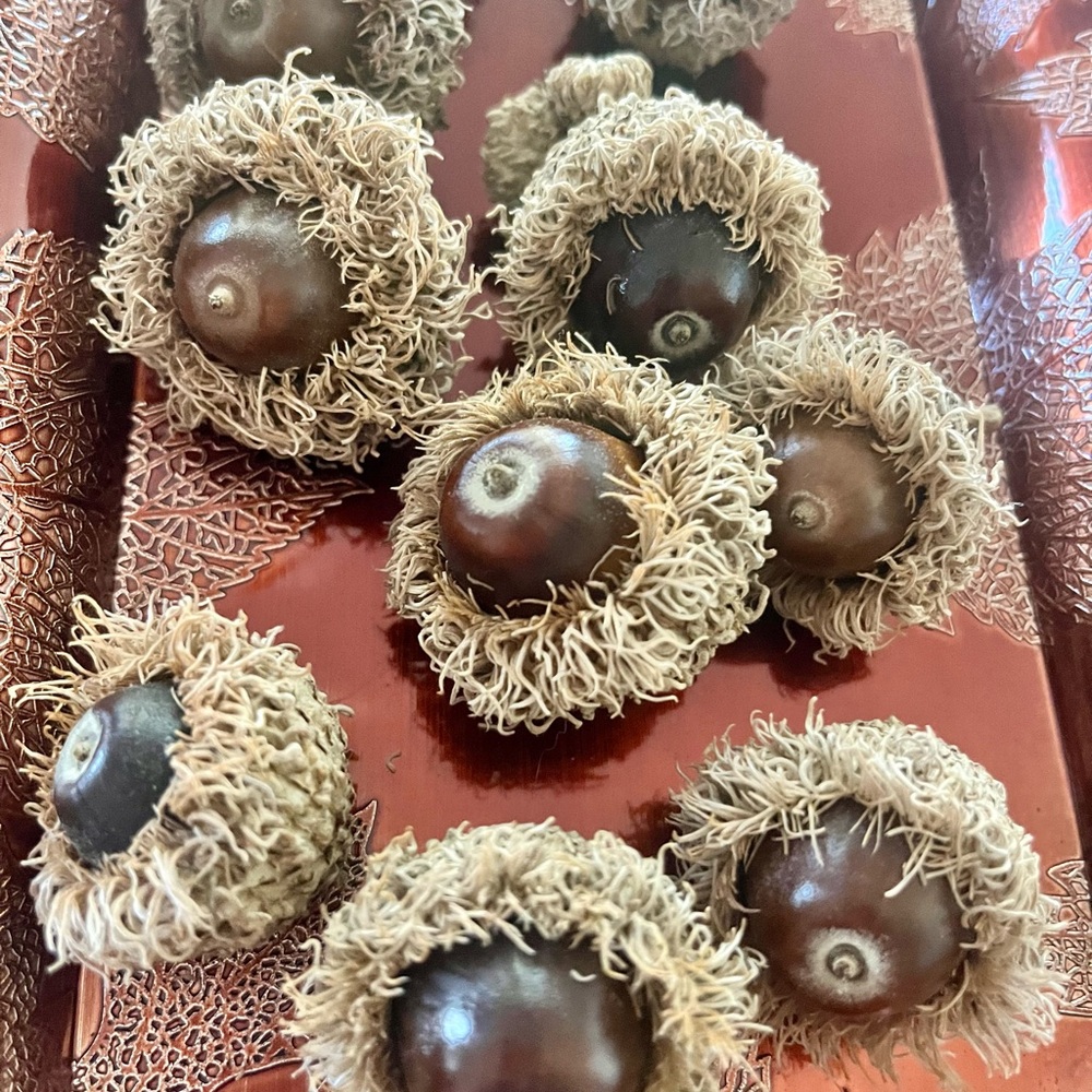 Natural Brown Acorn Decor Set